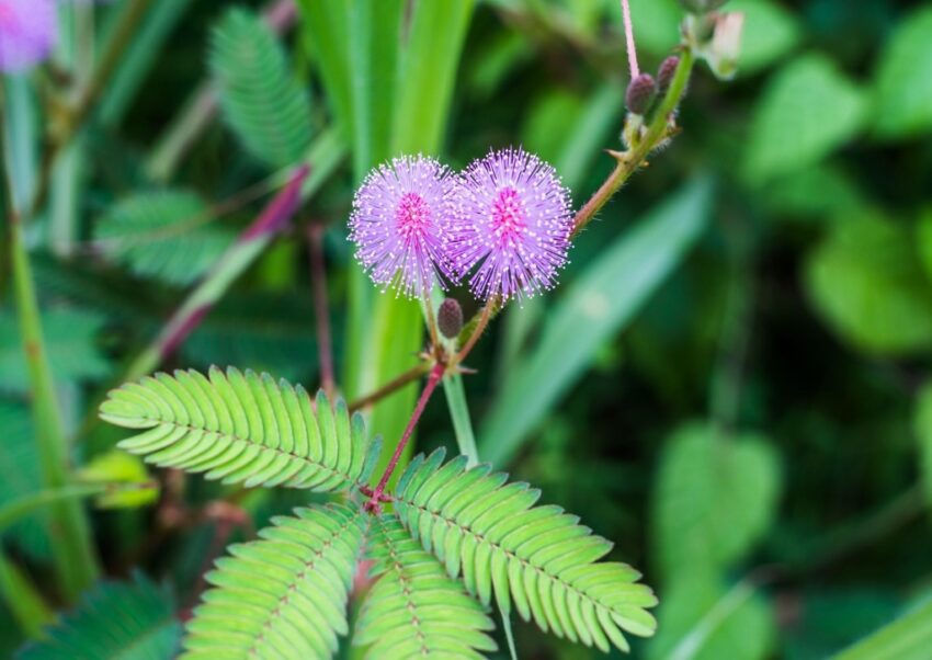 Mimose, Mimosa, Mimosa pudica, Schamhafte Sinnpflanze, Mimosengewächse