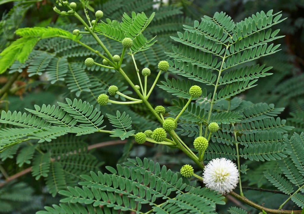 Mimose, Mimosa, Echte Mimose, Mimosa polycarpa