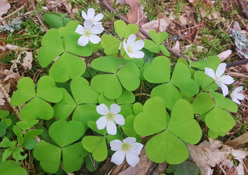 Waldsauerklee, Oxalis acetosella, Schwarzachklamm