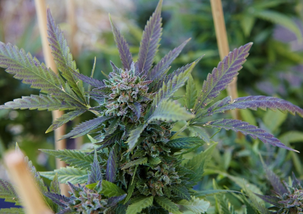 Indischer Hanf, Cannabis indica