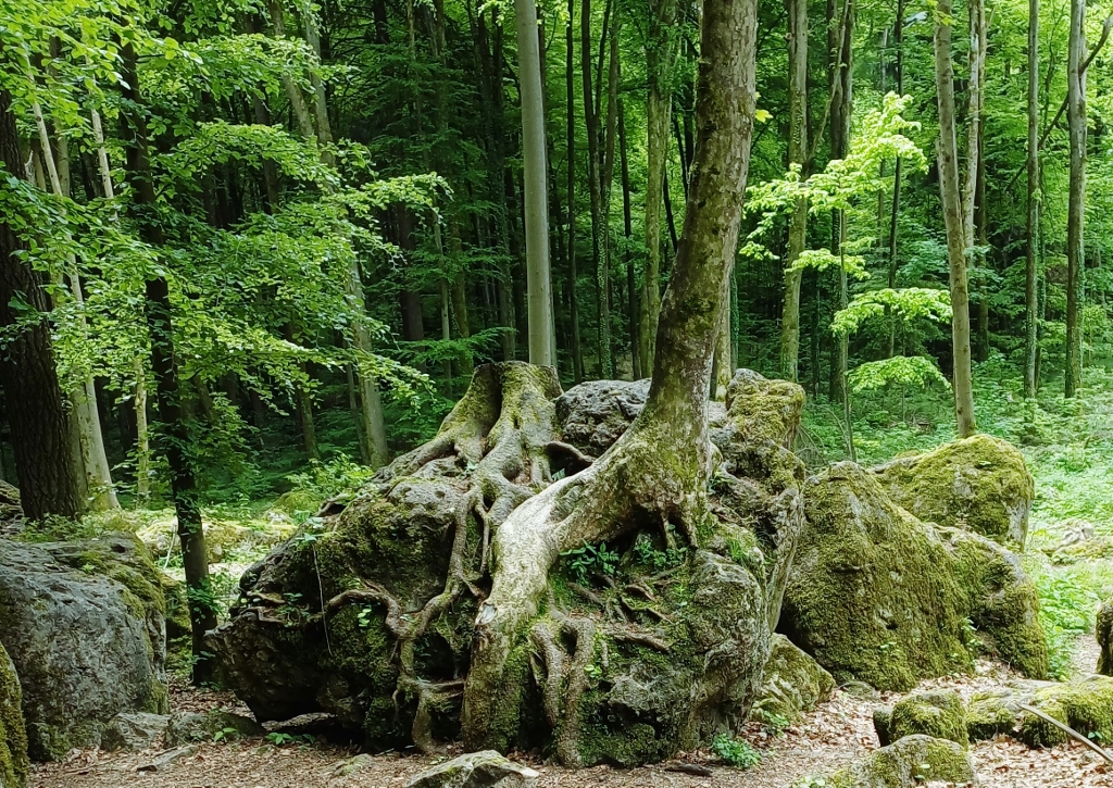 Druidenhain, Wohlmannsgesees, Fränkische Schweiz, Fränkischer Jura