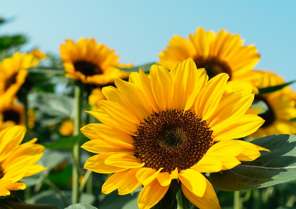 Gartenarbeit im Sommer, Sonnenblumen