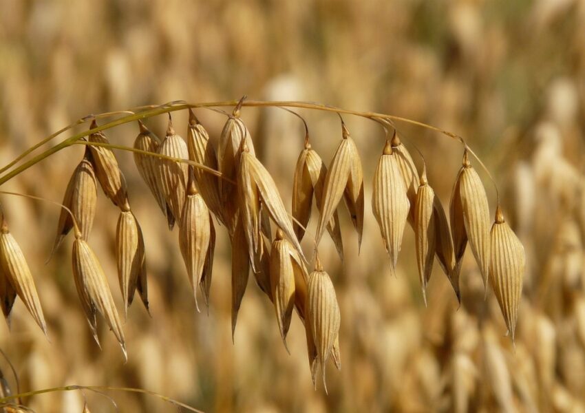 Hafer, Haferflocken, Avena sativa