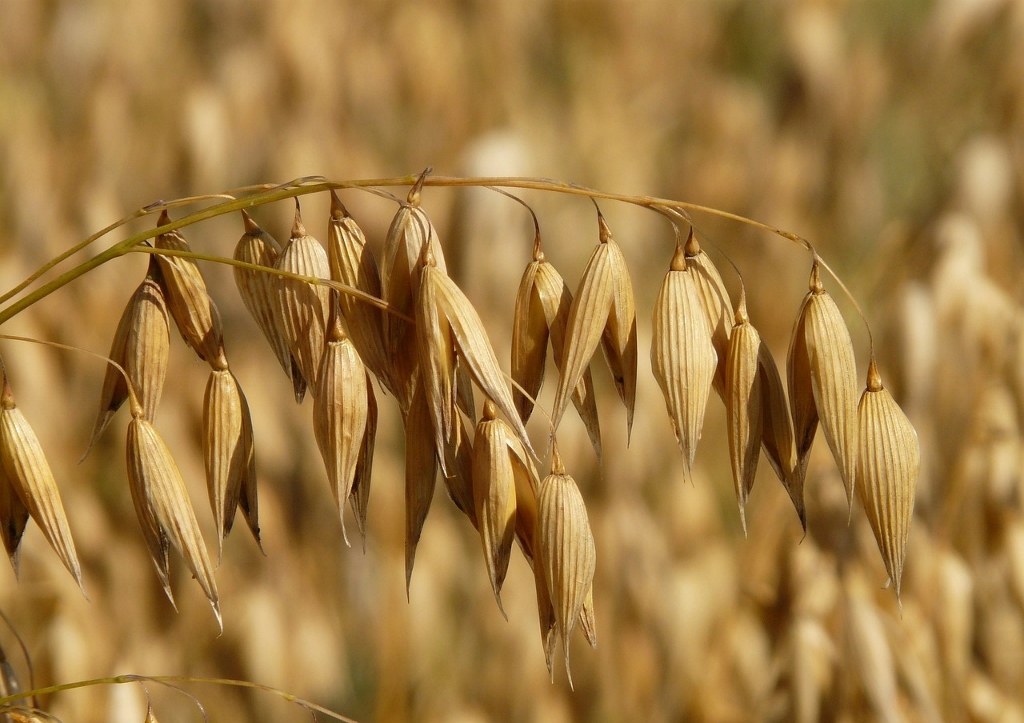 Hafer, Haferflocken, Avena sativa