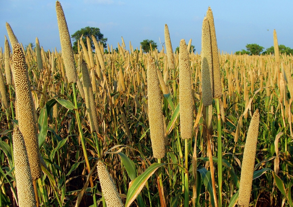 Hirse, Millethirse, Perlhirse, Pennisetum