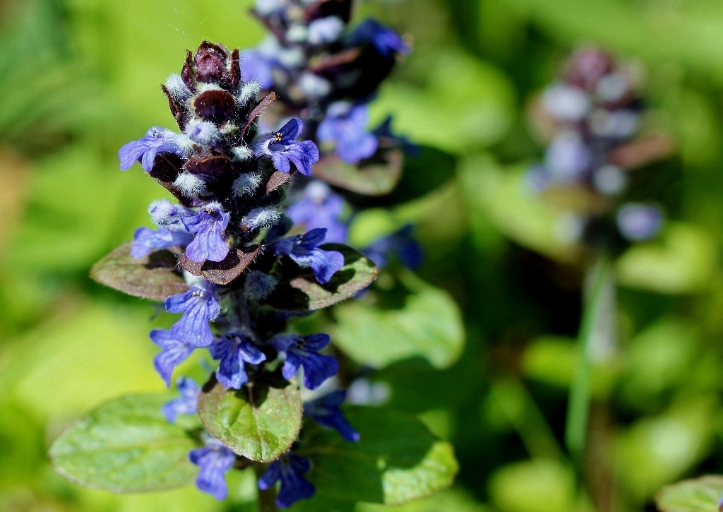 Günsel, Kriechender Günsel, Ajuga reptans