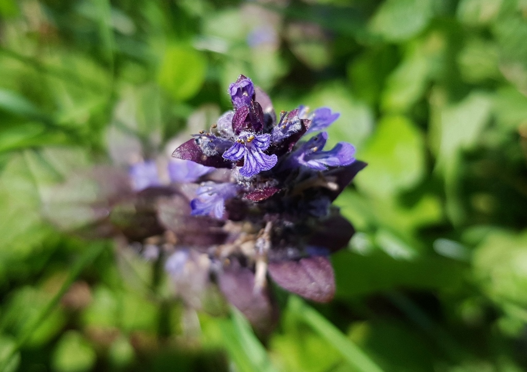 Günsel, Kriechender Günsel, Ajuga reptans
