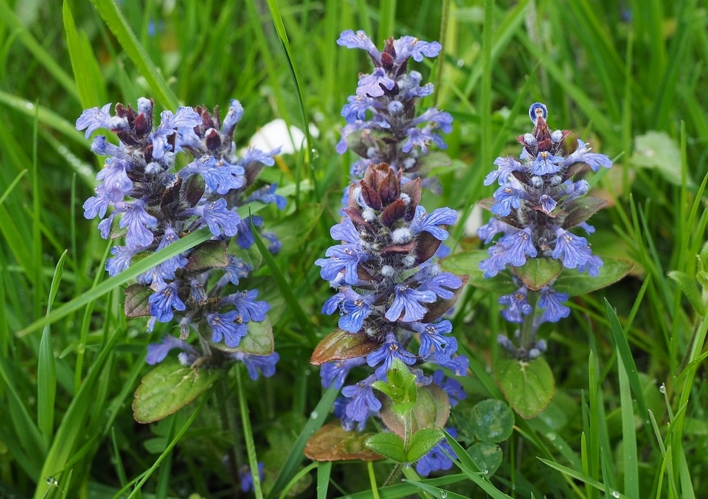 Günsel, Kriechender Günsel, Ajuga reptans