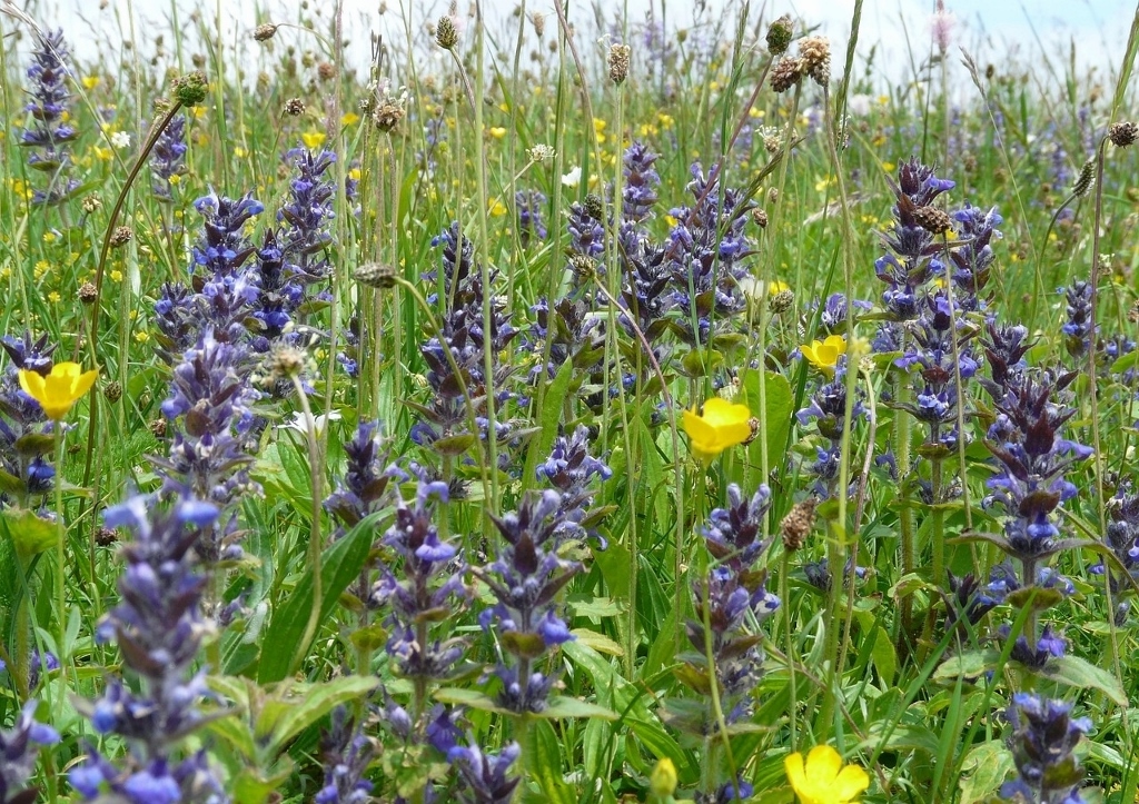 Günsel, Ajuga, Wildblumenwiese