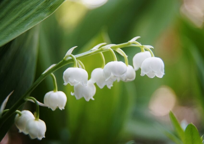 Maiglöckchen, Convallaria majalis