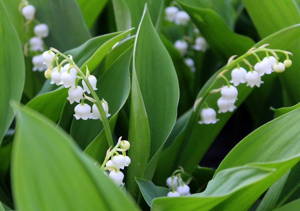 Maiglöckchen, Convallaria majalis