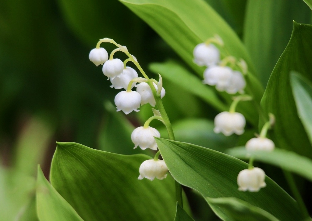 Maiglöckchen, Convallaria majalis