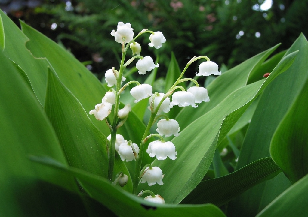 Maiglöckchen, Convallaria majalis