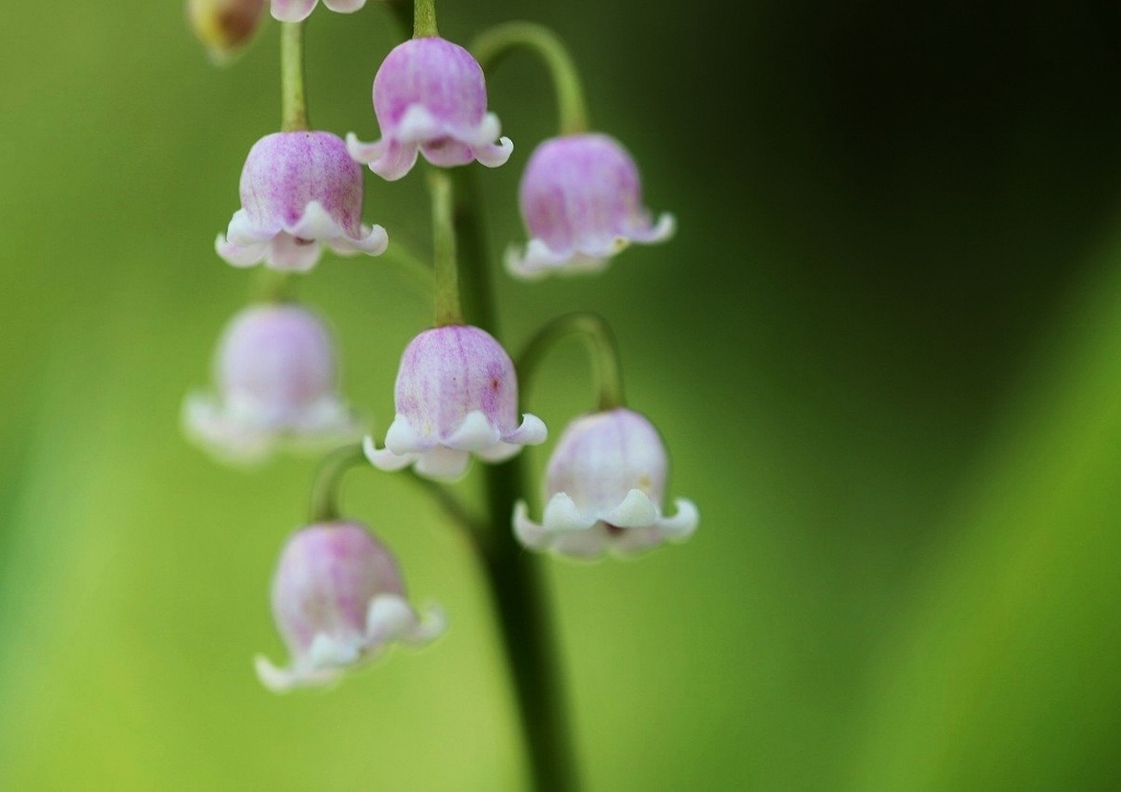 Convallaria majalis, Rosea