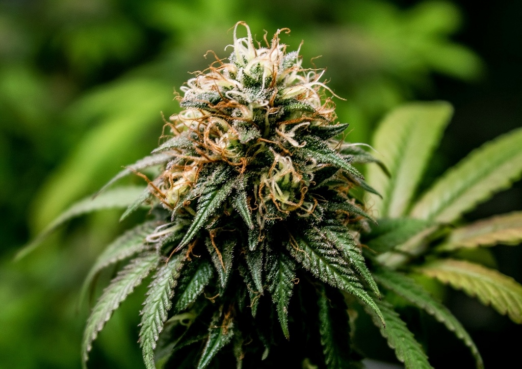 Marihuana, Mary Jane, Ganja