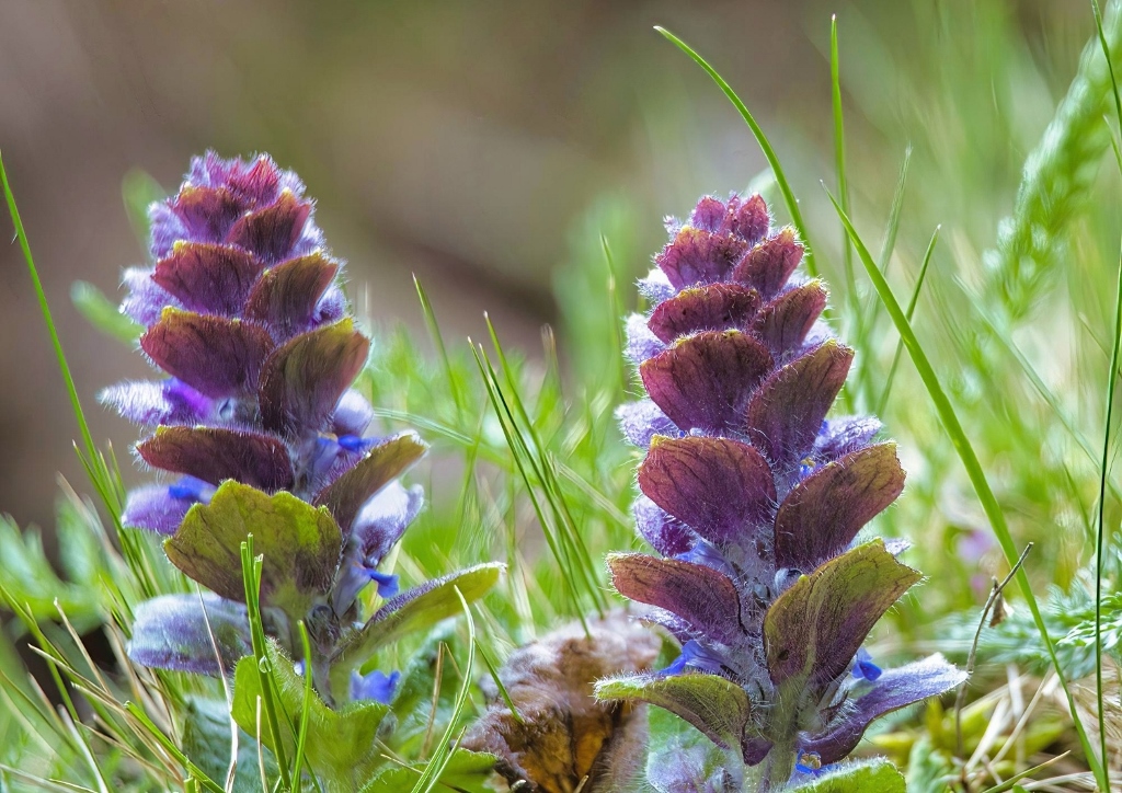 Pyramiden-Günsel, Ajuga pyramidalis