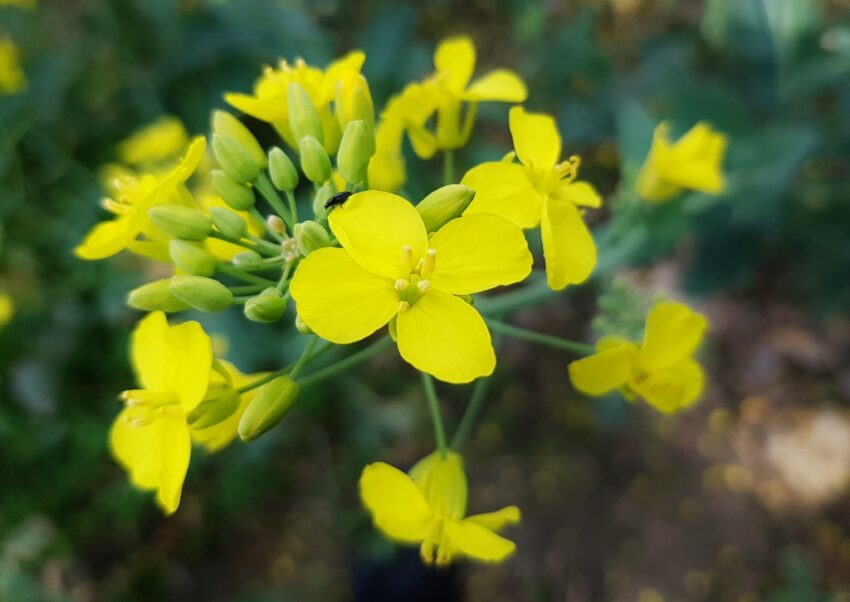 Raps, Brassica napus