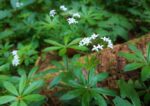 Waldmeister im Hain der Druiden