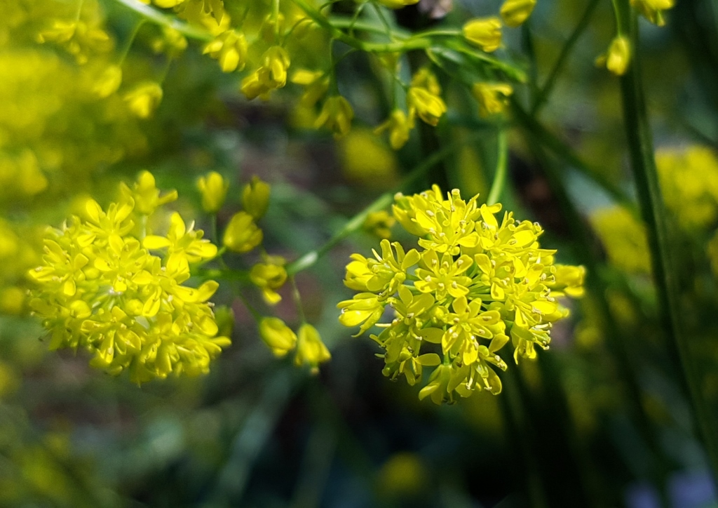 Weißer Senf, Sinapis alba