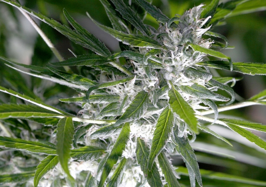 Cannabis indica, White Widow