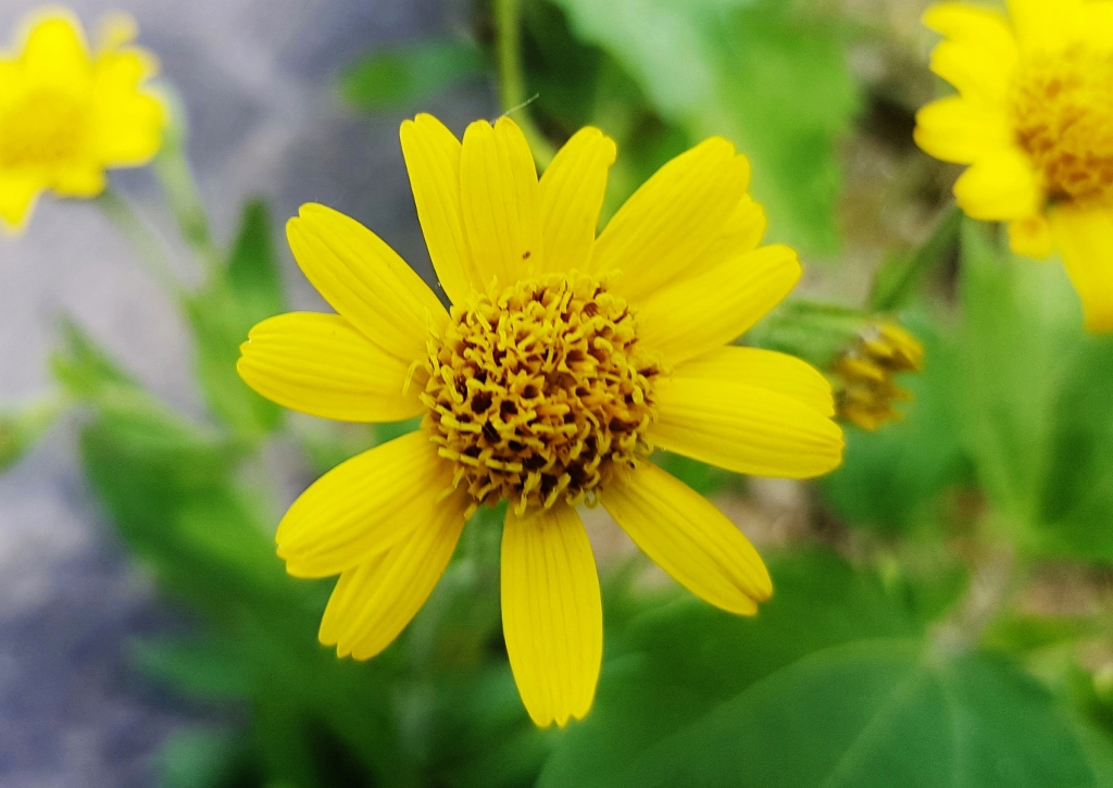 Arnika, Arnica, Arnica montana, Echte Arnika