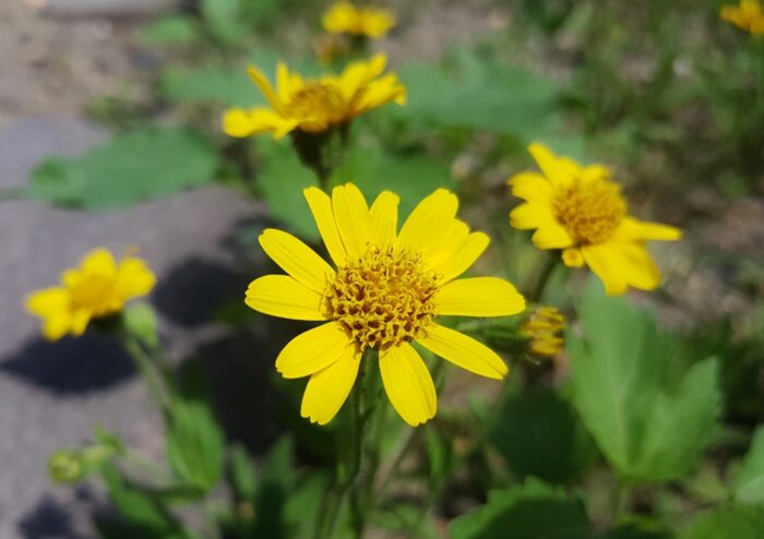 Arnika, Arnica, Echte Arnika, Arnica montana