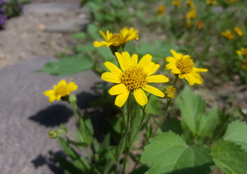 Arnika, Arnica, Echte Arnika, Arnica montana
