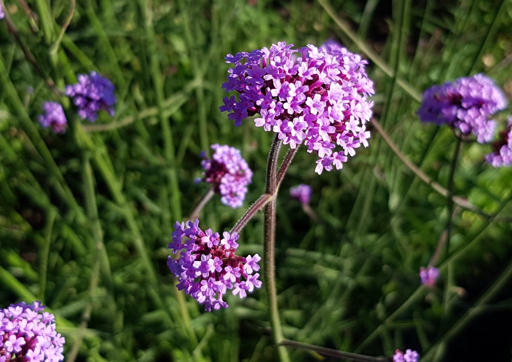 Eisenkraut, Verbene, Patagonisches Eisenkraut, Argentinische Verbene, Verbena, Verbena bonariensis