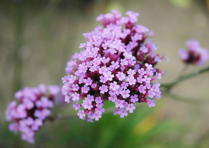 Eisenkraut, Verbene, Patagonisches Eisenkraut, Argentinische Verbene, Verbena, Verbena bonariensis