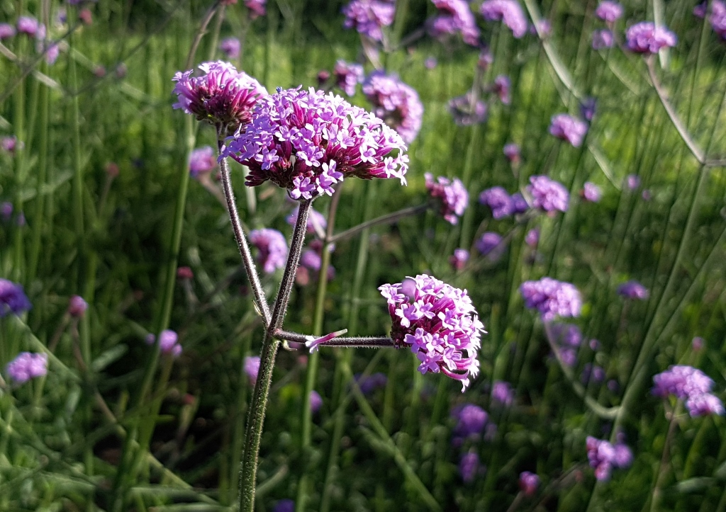 Eisenkraut, Verbene, Patagonisches Eisenkraut, Argentinische Verbene, Verbena, Verbena bonariensis