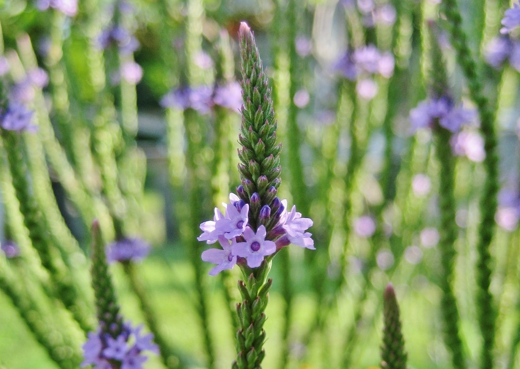 Echtes Eisenkraut, Verbena officinalis, Eisekraut, Verbena