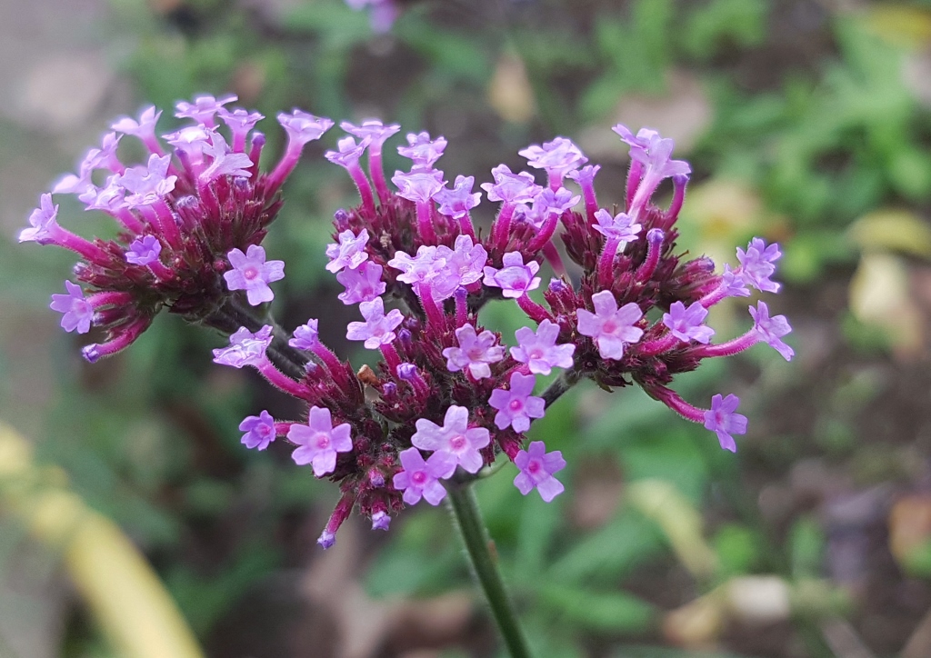 Eisenkraut, Verbene, Patagonisches Eisenkraut, Argentinische Verbene, Verbena, Verbena bonariensis