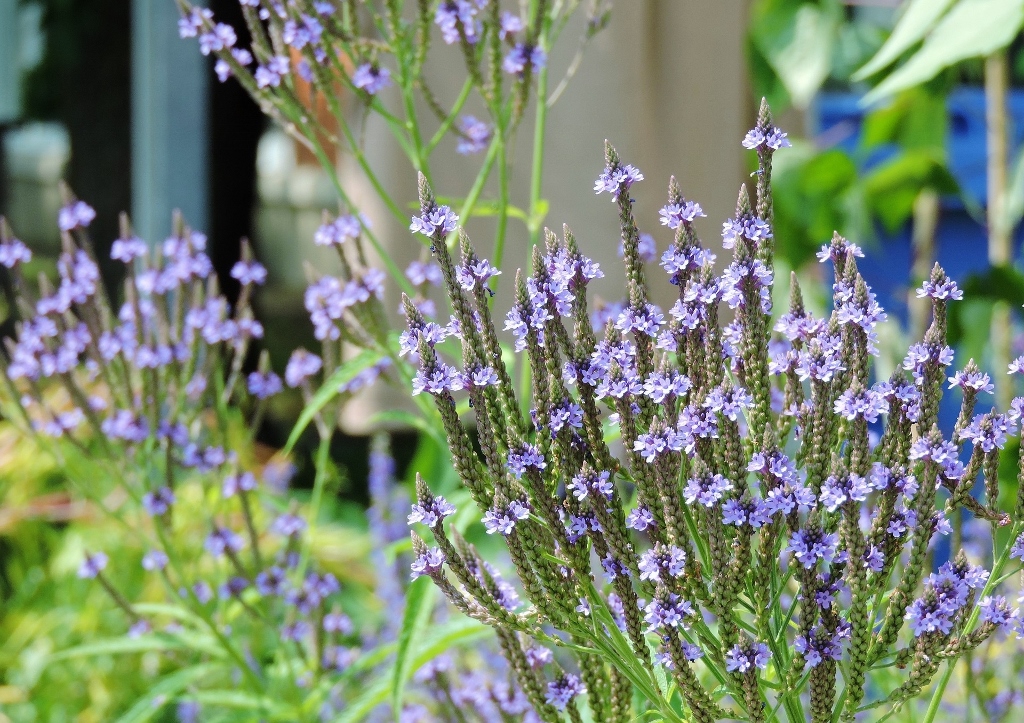 Lanzen-Eisenkraut, Verbena hastata
