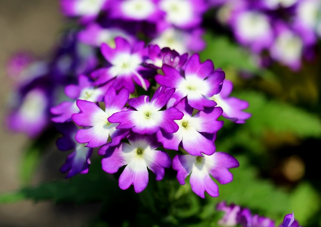 Garten-Eisenkraut, Hängeverbene, Verbena x hybrida