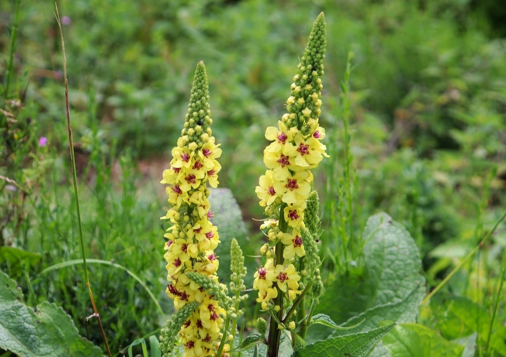 Königskerze, Verbascum