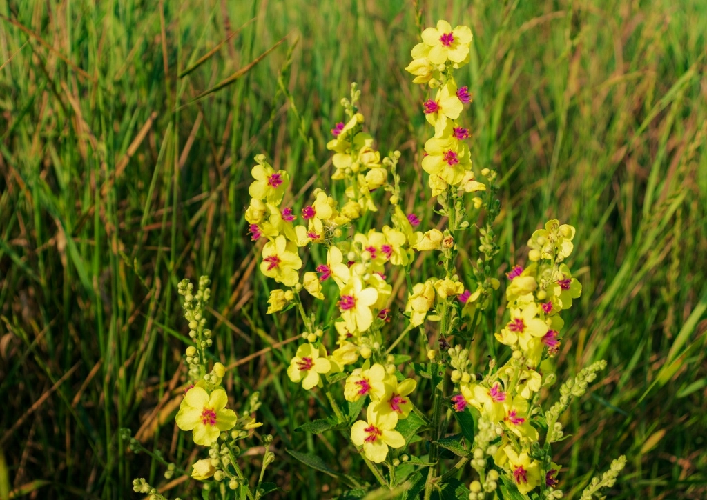 Großblütige Königskerze, Verbascum densiflorum, Königskerze