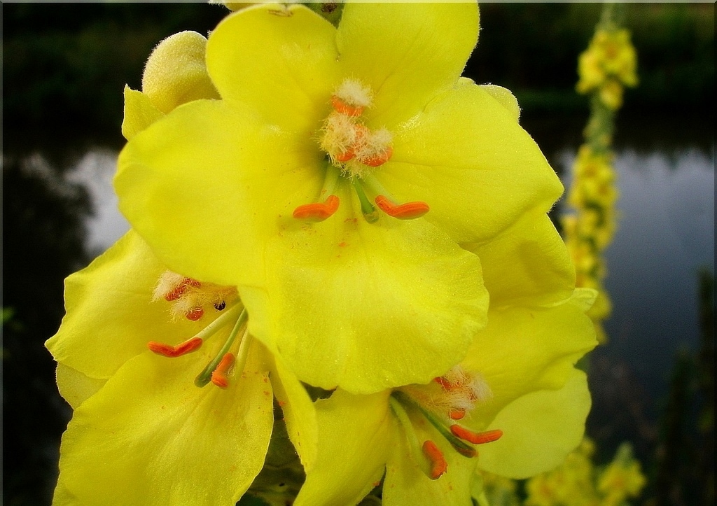Kleinblütige Königskerze, Verbascum densiflorum, Königskerze