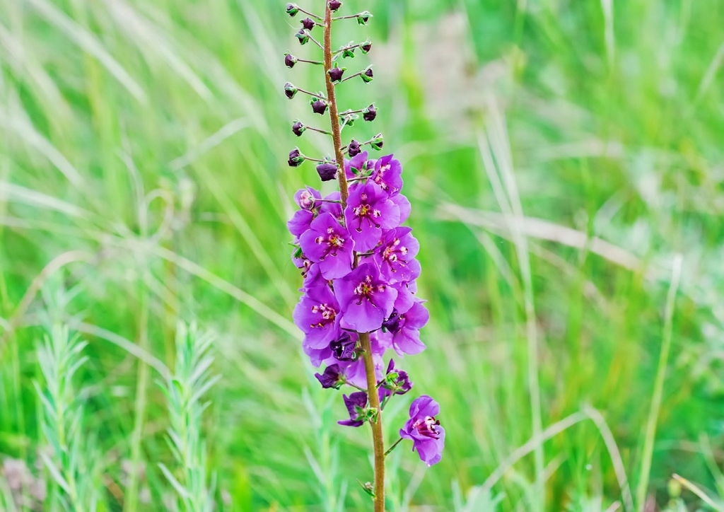 Phönizische Königskerze, Verbascum phoeniceum