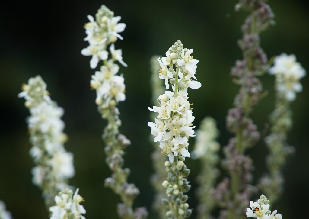 Heide-Königskerze, Heidefackel-Königskerze, Mehlige Königskerze, Verbascum lychnitis