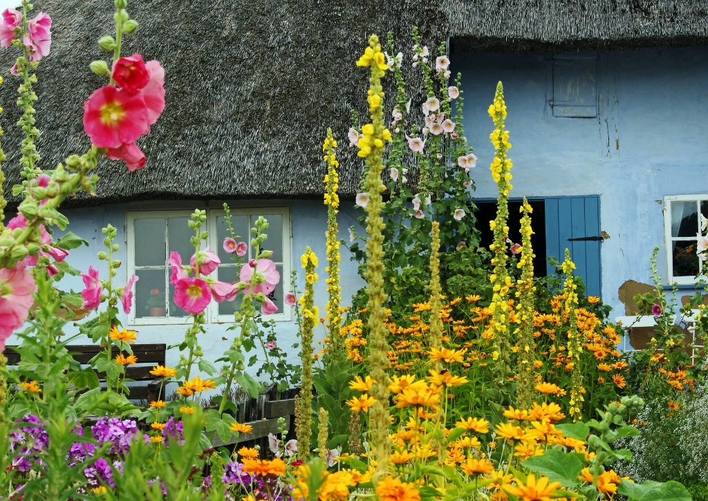 Königskerze, Bauerngarten