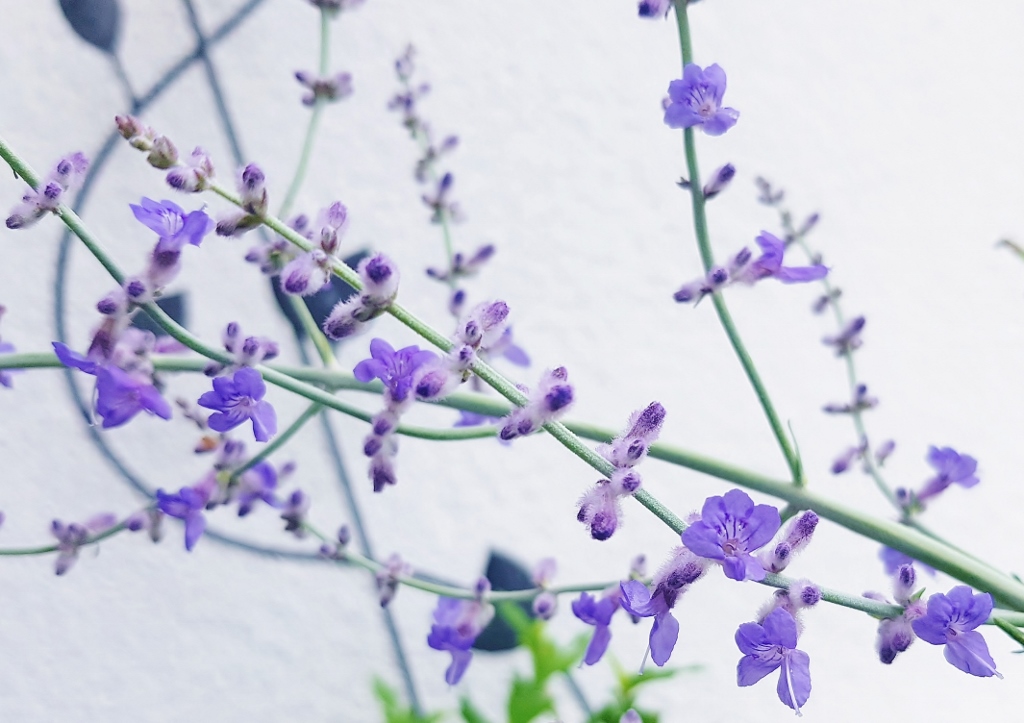 Blauraute, Perowskie, Silber-Perowskie, Perovskia atriplicifolia, Blue Spire