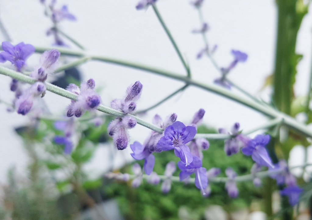 Blauraute, Perowskie, Silber-Perowskie, Perovskia atriplicifolia, Blue Spire