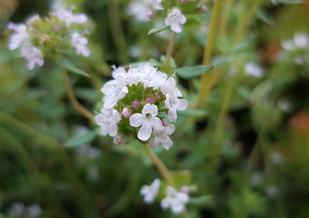 Thymian, Echter Thymian, Quendel, Thymus vulgaris