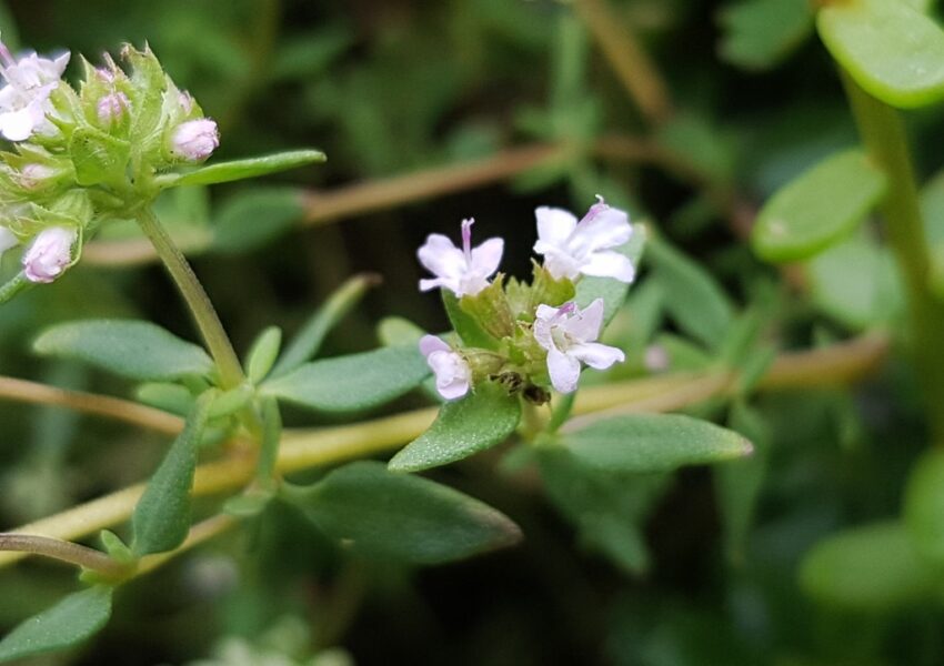 Thymian, Echter Thymian, Quendel, Thymus vulgaris