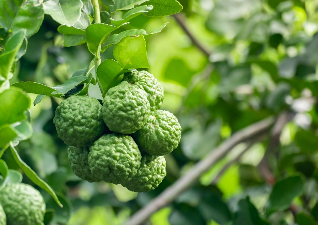 Bergamotte, Citrus bergamia