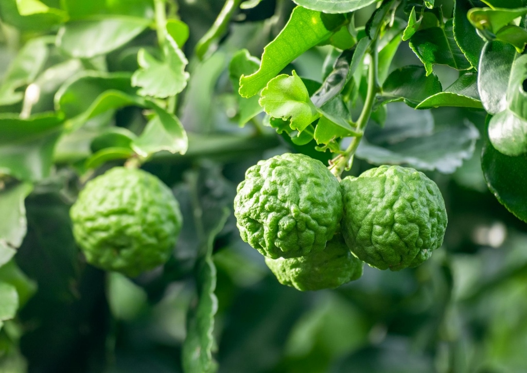 Bergamotte, Citrus bergamia