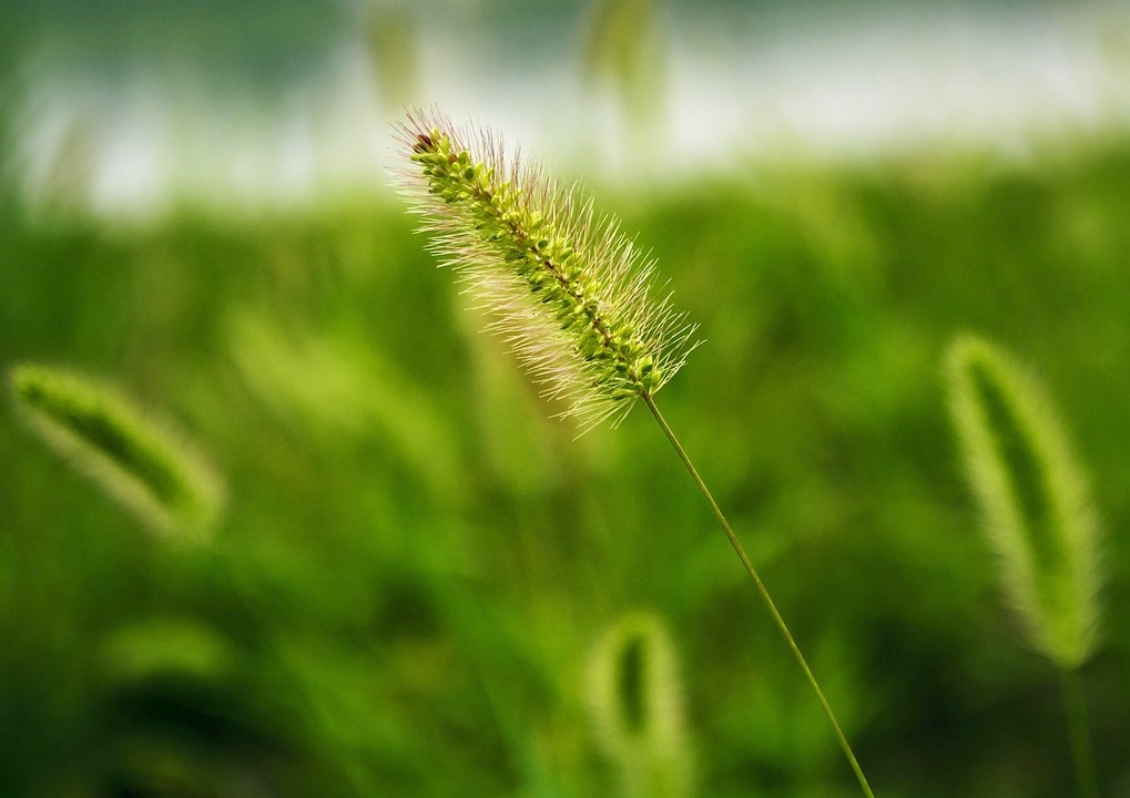 Borstenhirse, Setaria, Grüne Borstenhirse, Setaria viridis