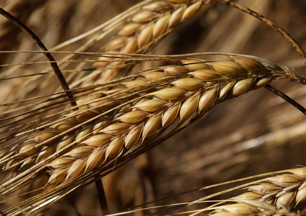 Gerste, Hordeum vulgare