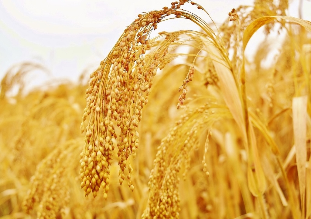 Hirse, Rispenhirse, Panicum miliaceum, Millethirse