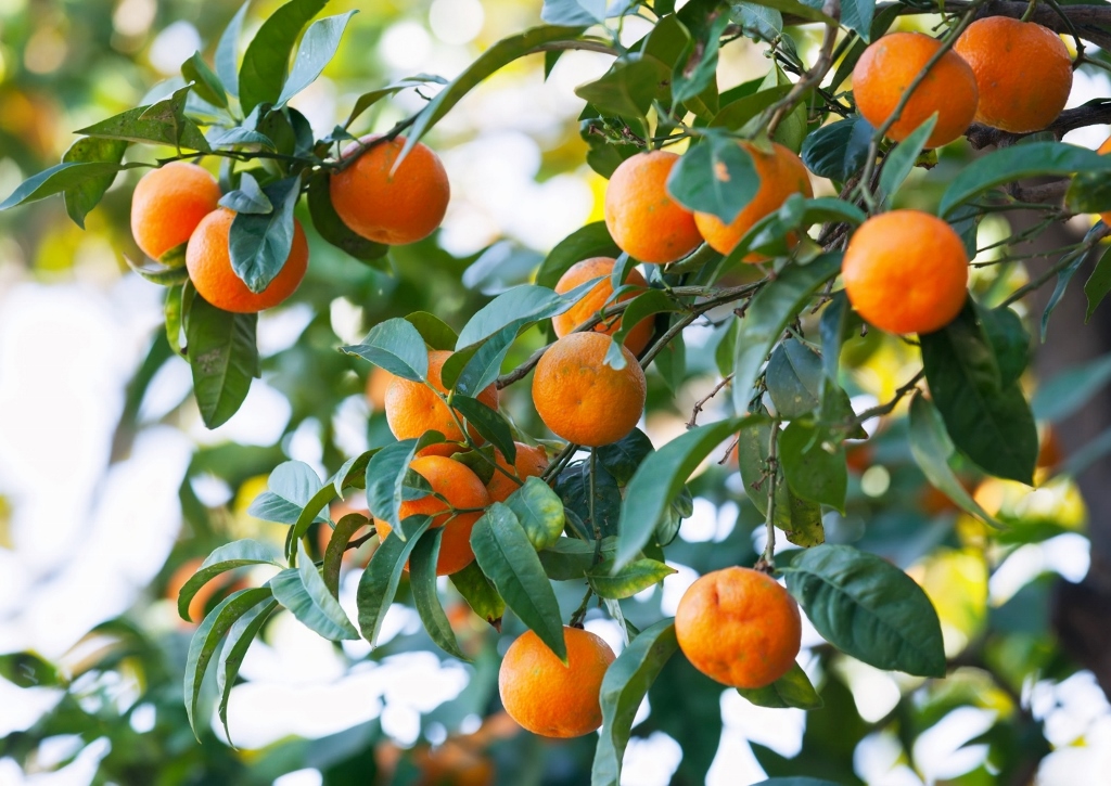 Mandarine, Mandarinenbaum, Citrus reticulata, Rautengewächse